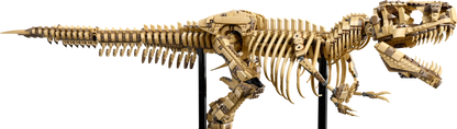 T-Rex Dinosaur Skeleton Fossil - 76968